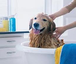 Rub-a-dub, dub, doggie in the tub!