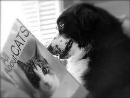 Dog reading "all about cats"